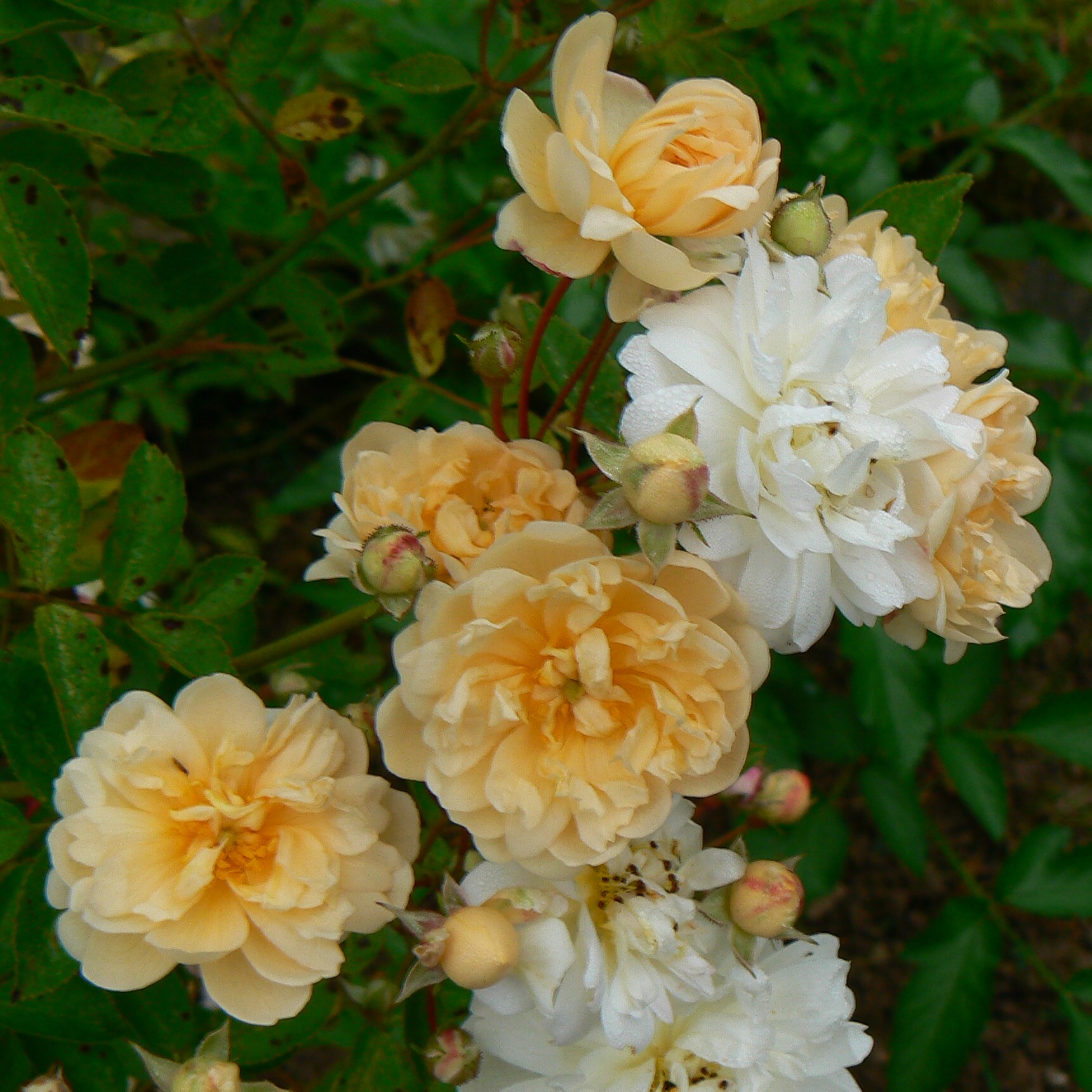 Callis GrönlooF Rosen & Hemerocallisverkauf