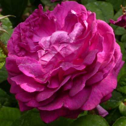 Crimson Globe