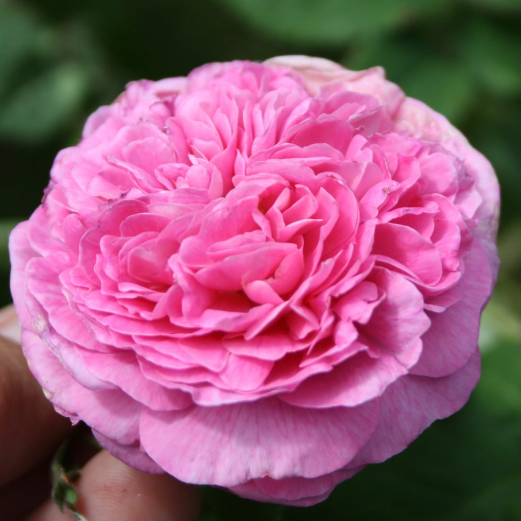 Duchesse de Berry (Sgh) Karin Schade Stauden und Rosen