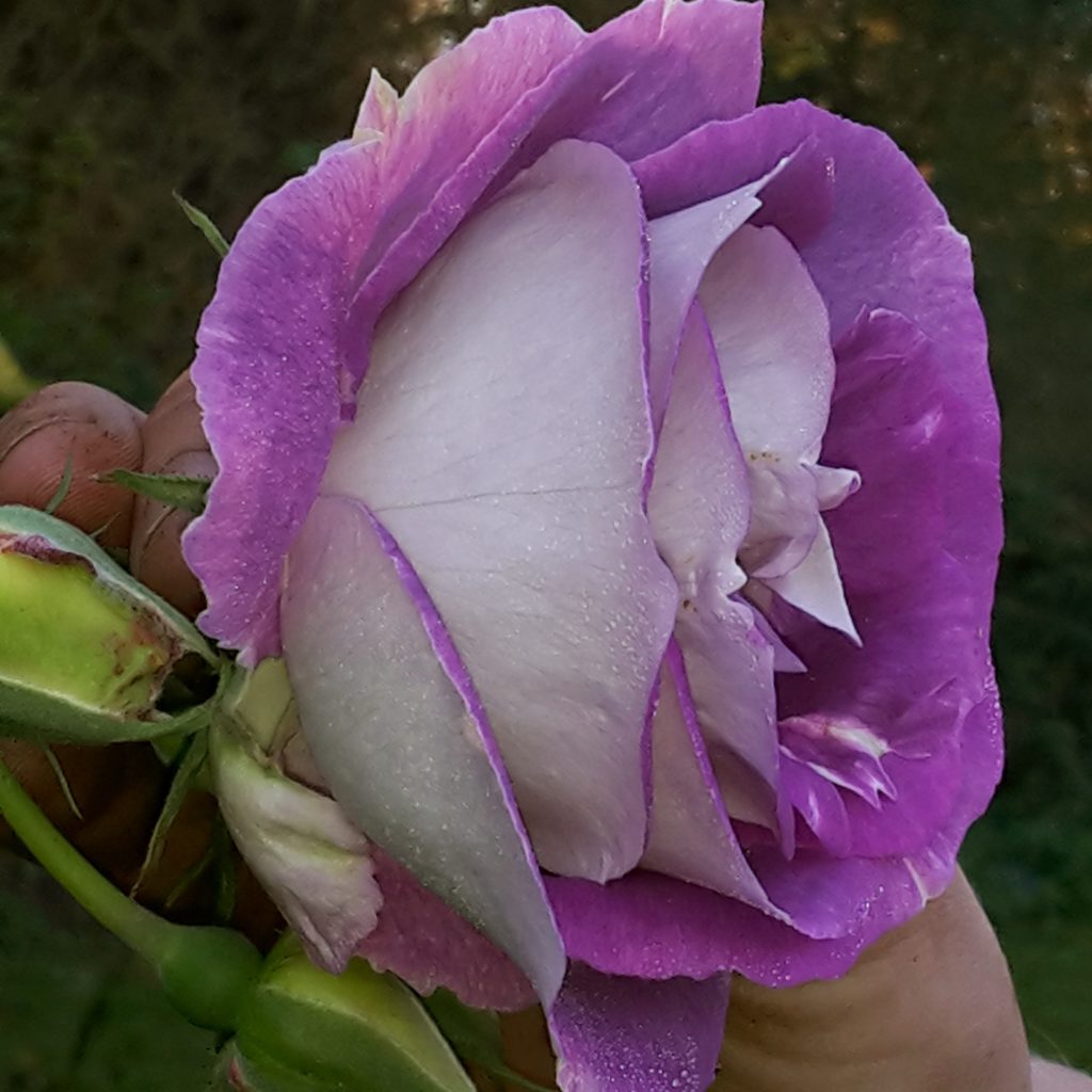Edith Karin Schade Stauden und Rosen