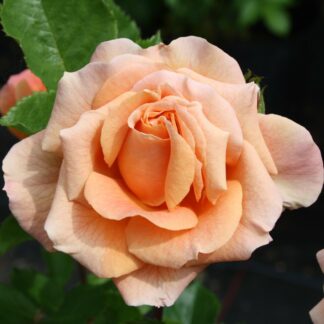 Erzgebirgsrose