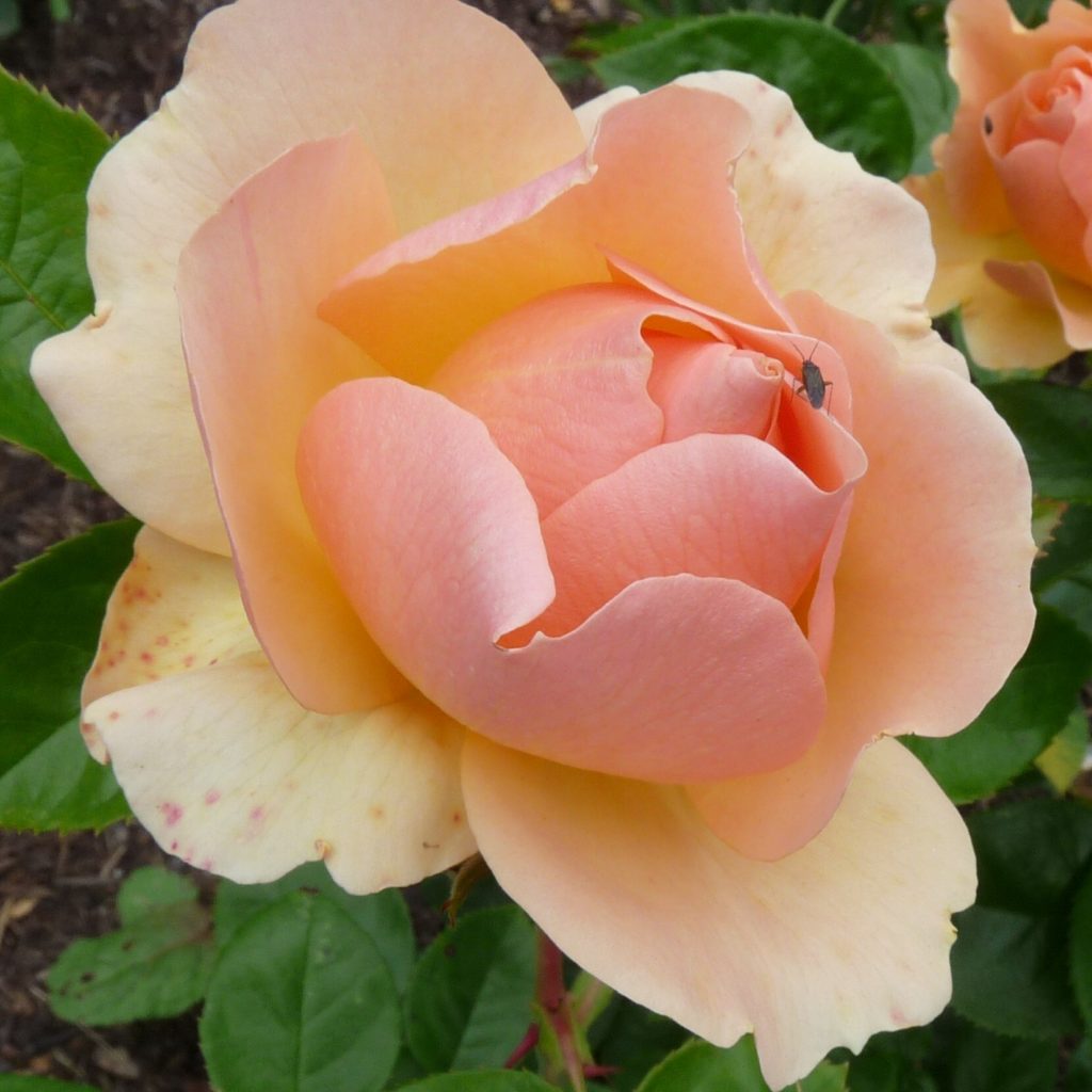 Hansestadt Rostock – Karin Schade – Stauden und Rosen