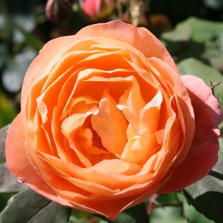 Lady Emma Hamilton