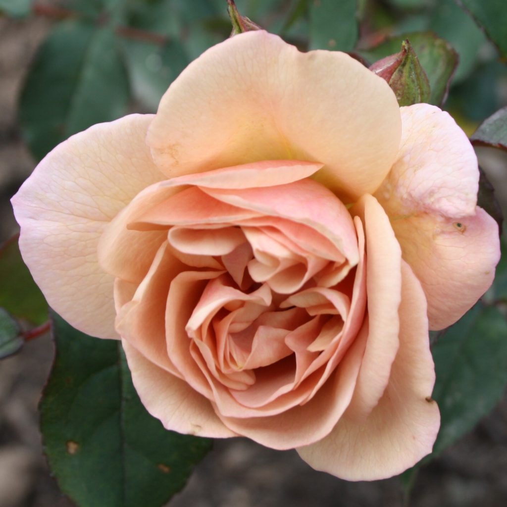 Laika Karin Schade Stauden und Rosen