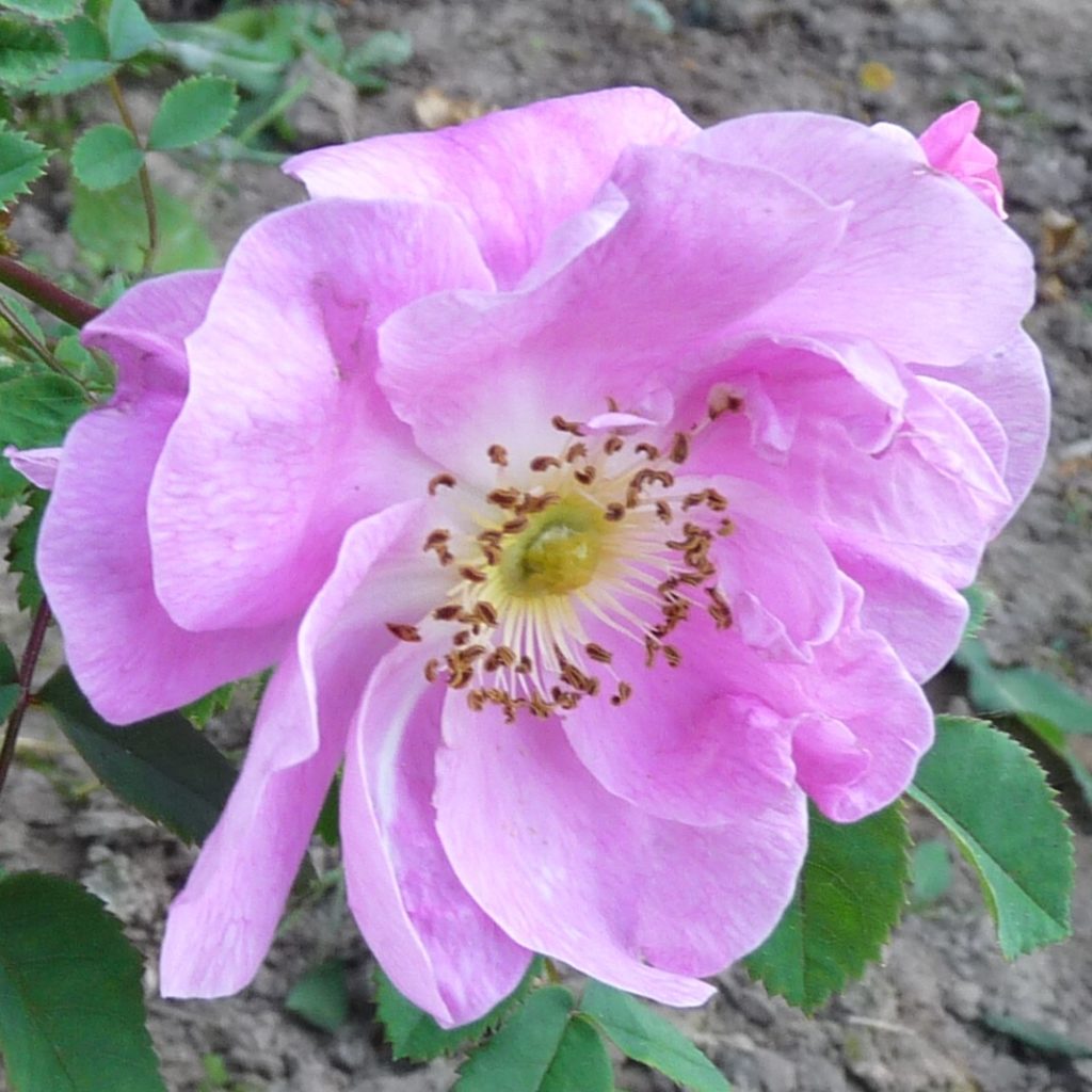 Poppius – Karin Schade – Stauden und Rosen