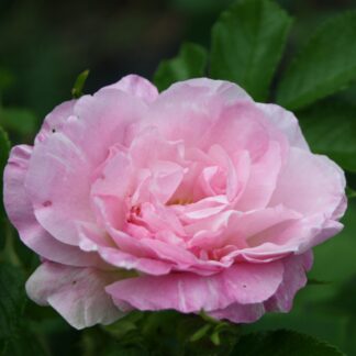 Ritausma