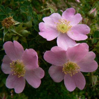 Rosa nanothamnus