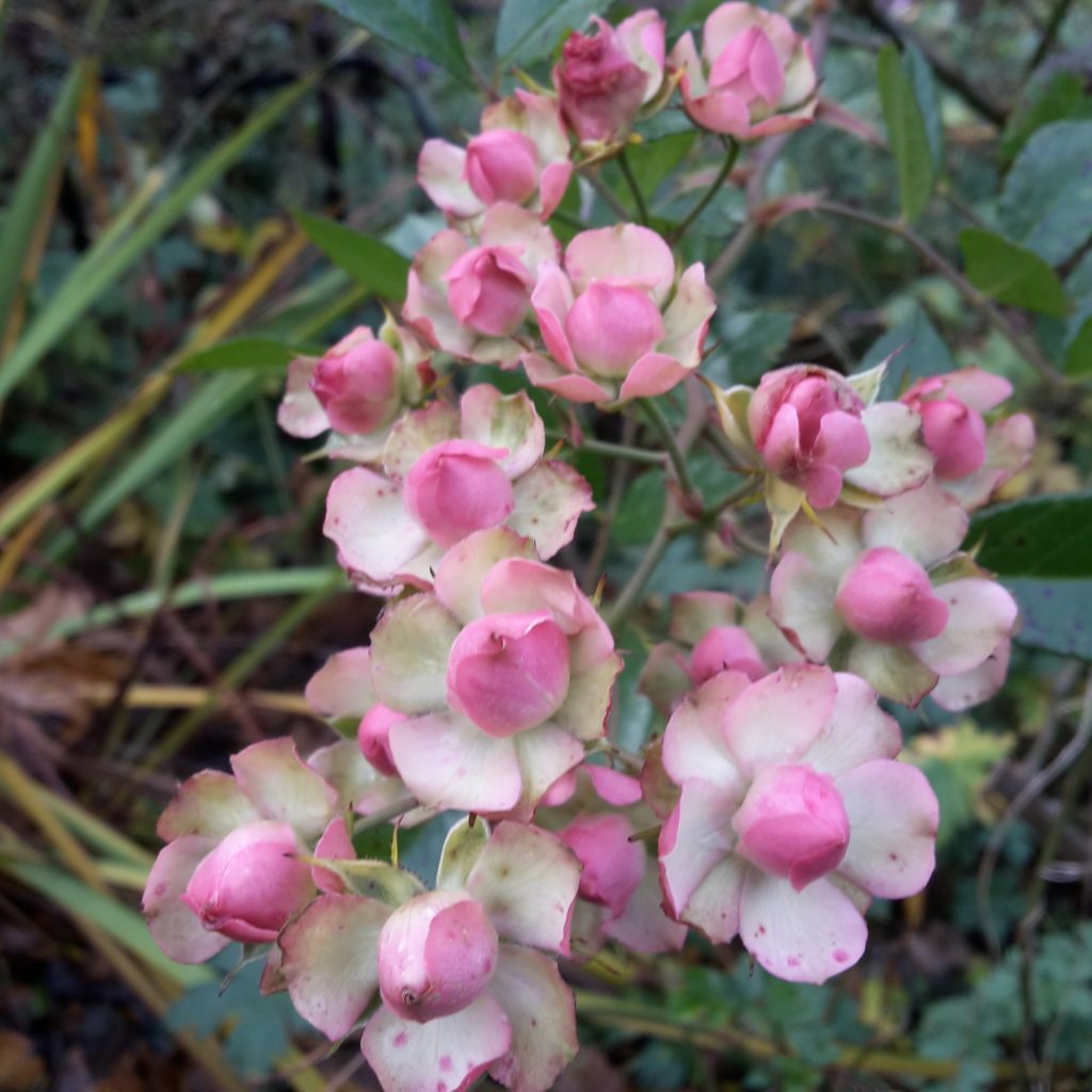 Suse Karin Schade Stauden und Rosen
