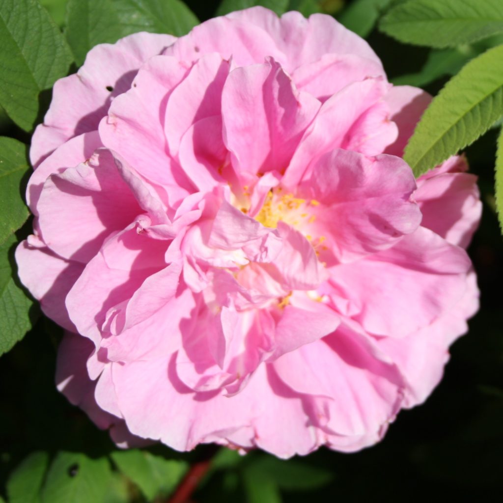 Therese Bugnet – Karin Schade – Stauden und Rosen