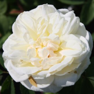 White Blush