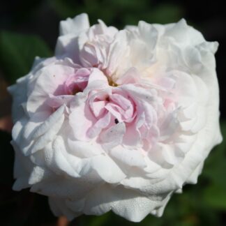 Antonia d´ Ormois