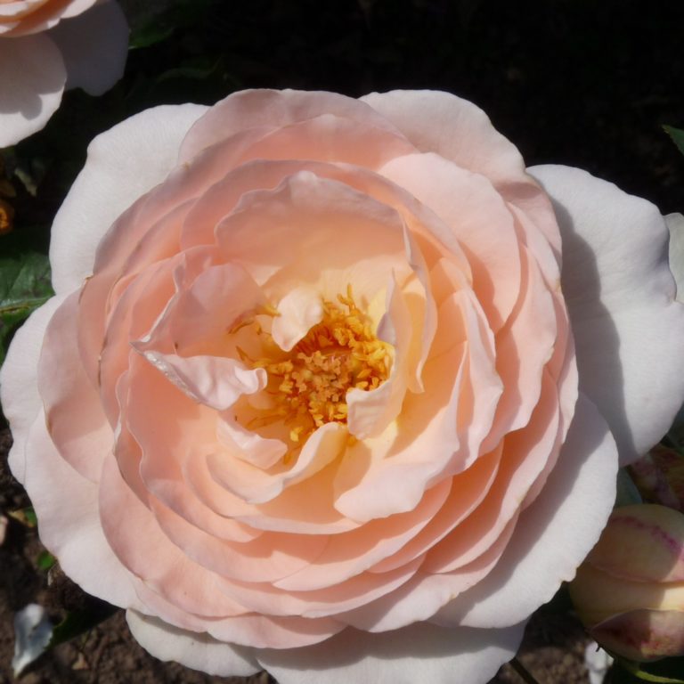 Clair Renaissance Karin Schade Stauden und Rosen