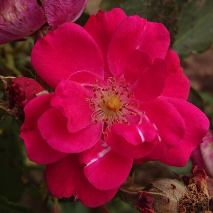 Ruthchen – Bild 3