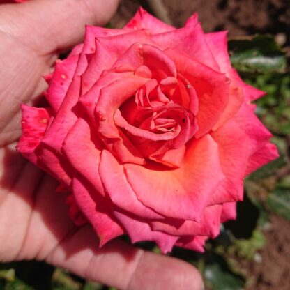 Rhosyn Margaret Williams – Bild 6