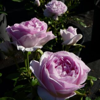 Sweet Lilac