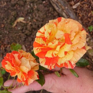 Oranges ´n´ Lemons