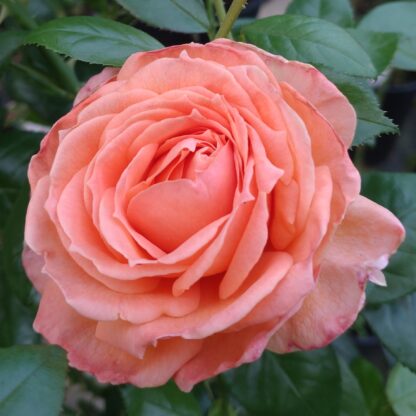Lady Marmalade