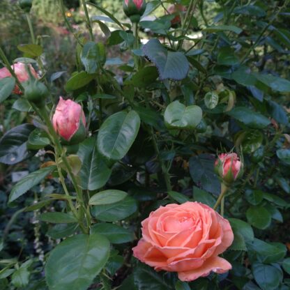 Lady Marmalade – Bild 4