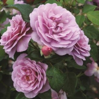 Englands Rose aka Ludlow Castle
