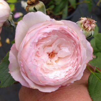 The Mill on the Floss (AUStulliver)