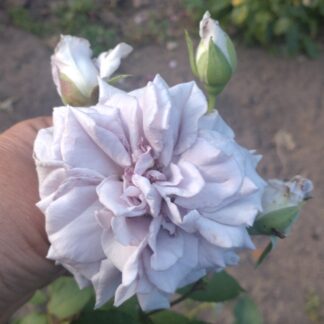 Chateau Myrtille