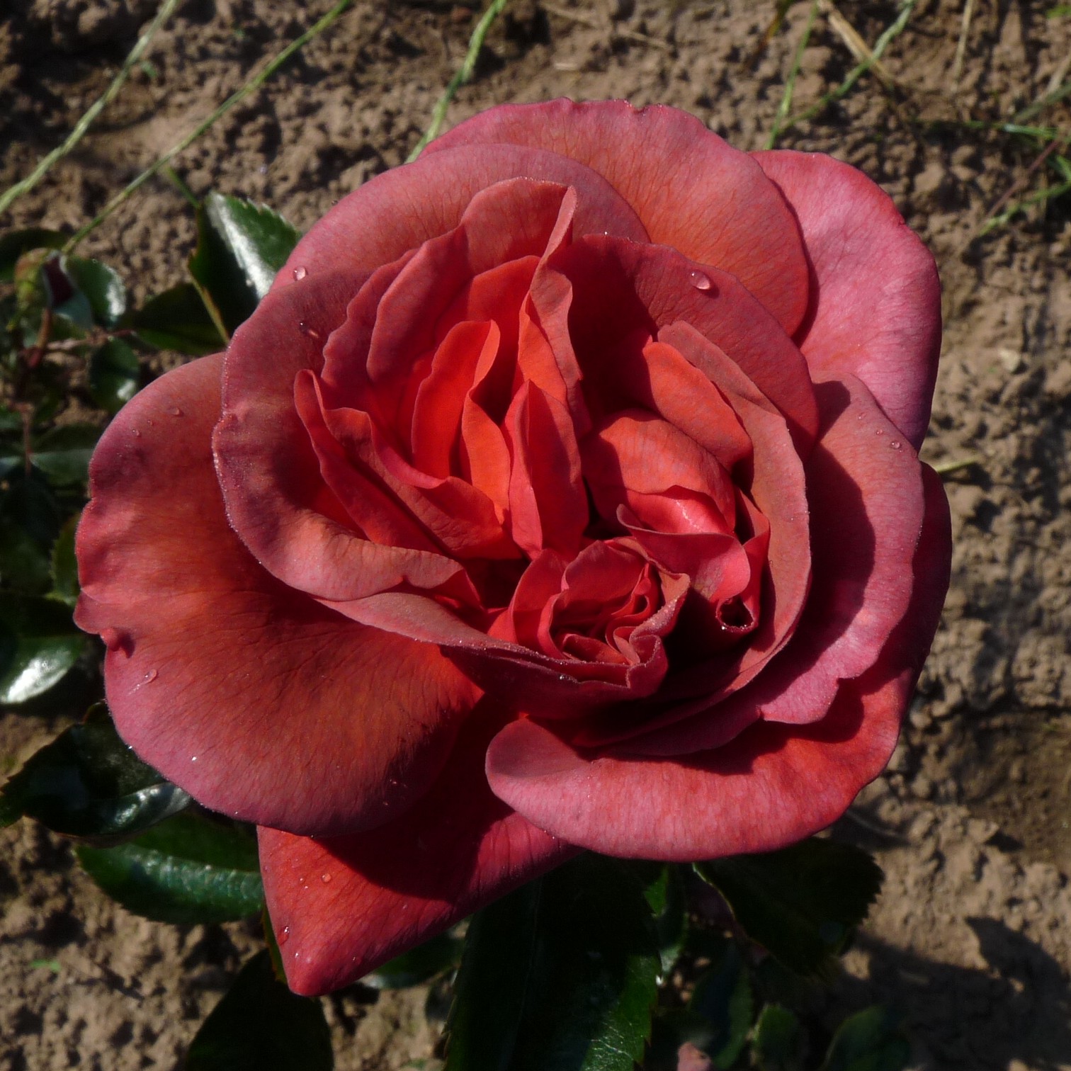 A Million Dreams – Bild 7