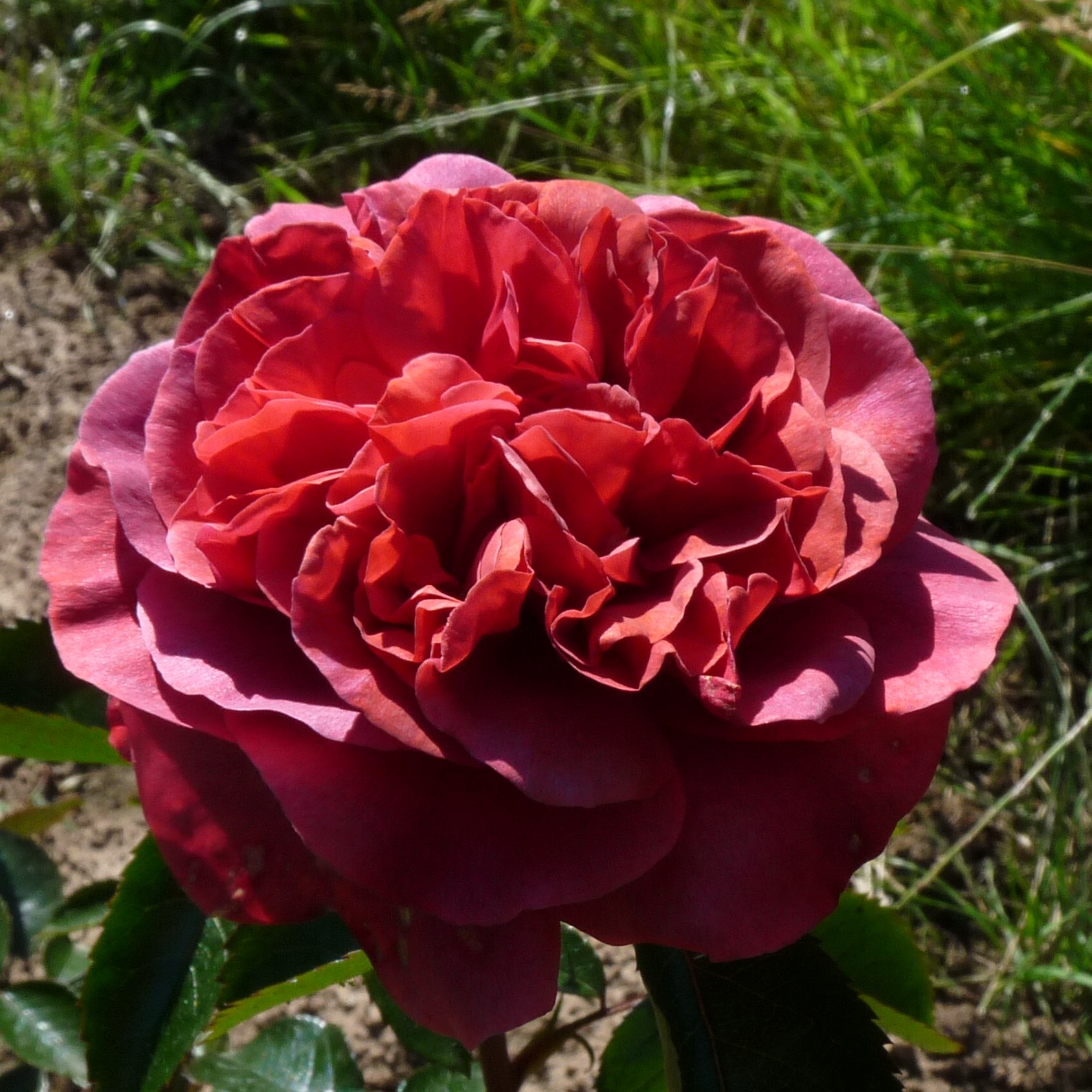 A Million Dreams – Bild 2