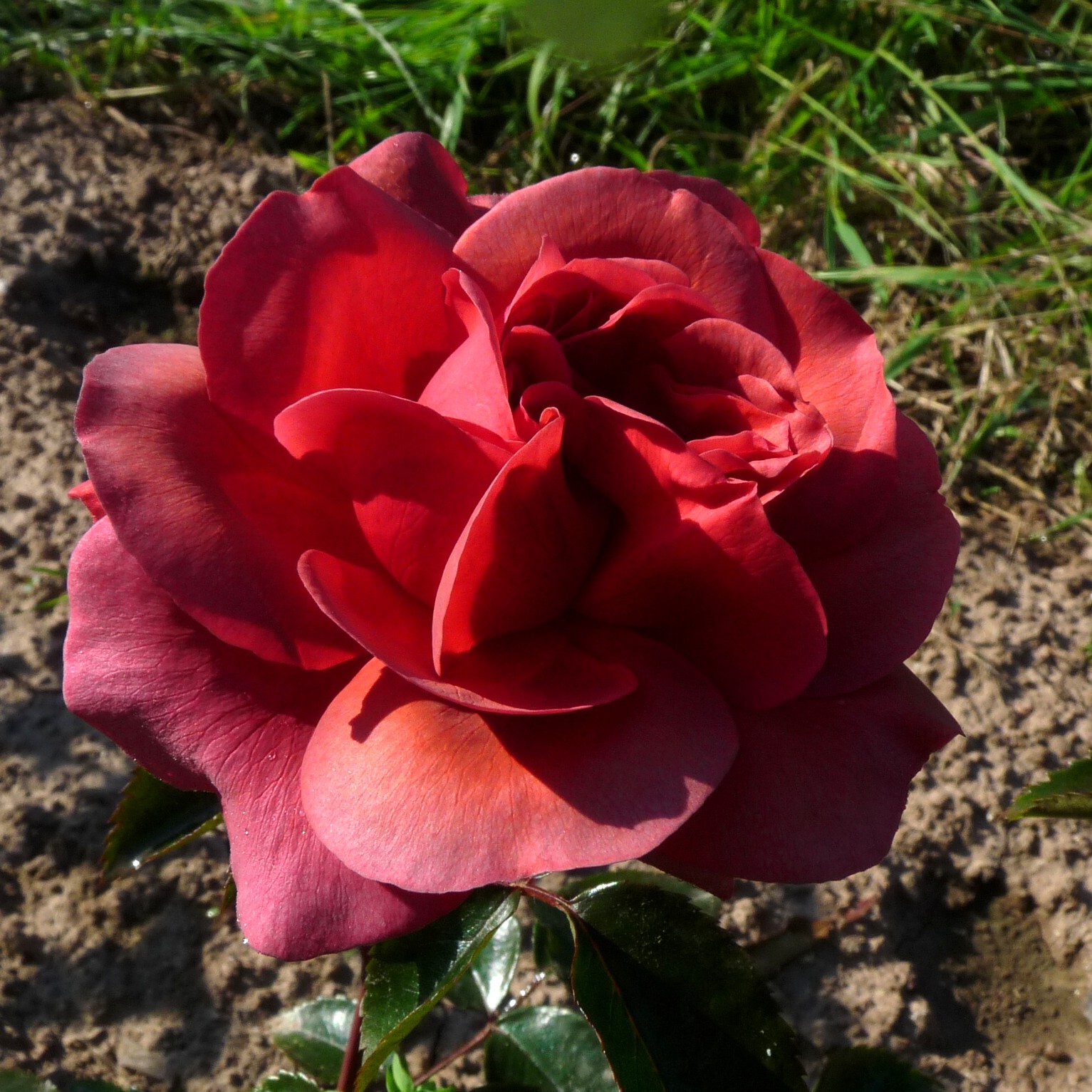 A Million Dreams – Bild 3