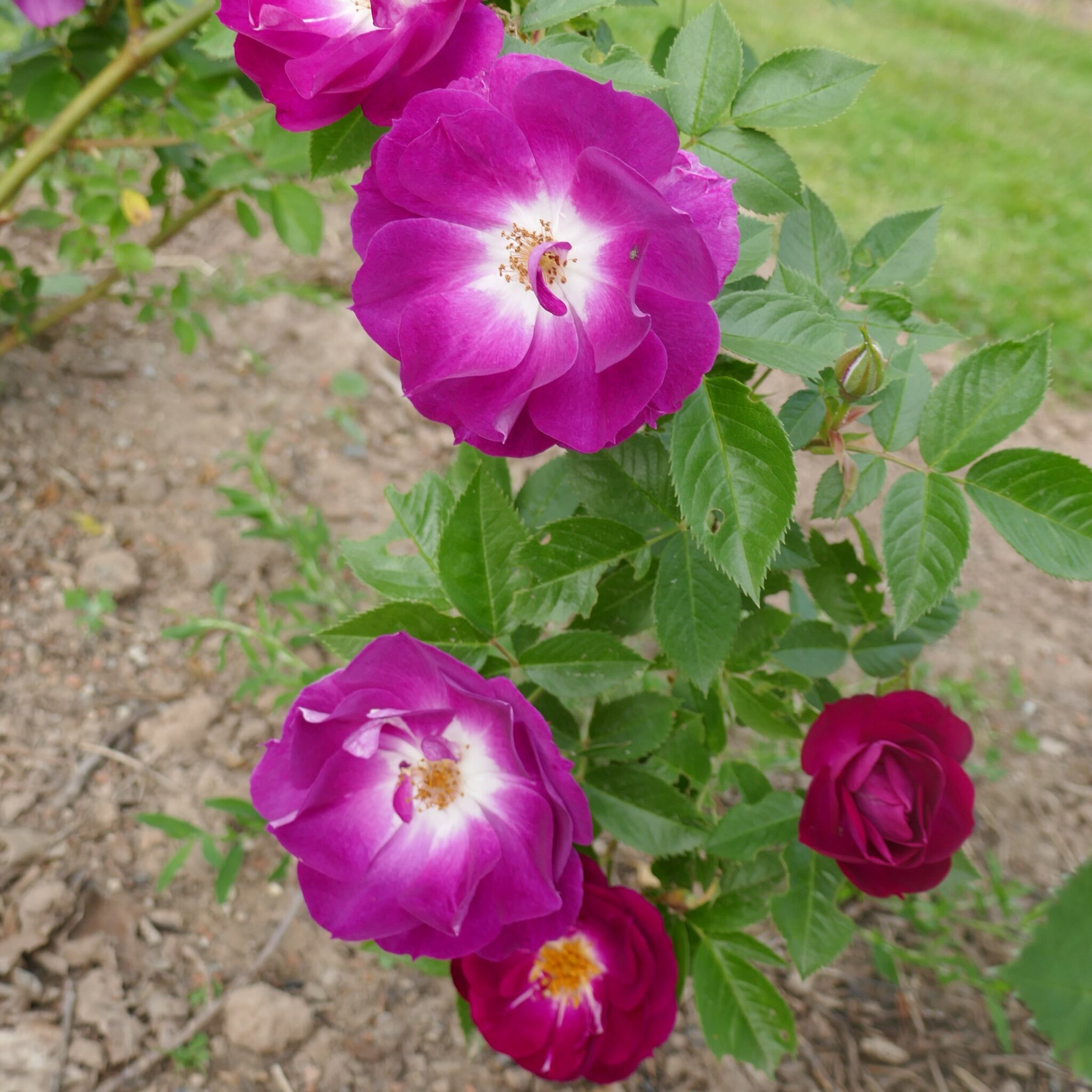 Big Smile – Karin Schade – Stauden und Rosen
