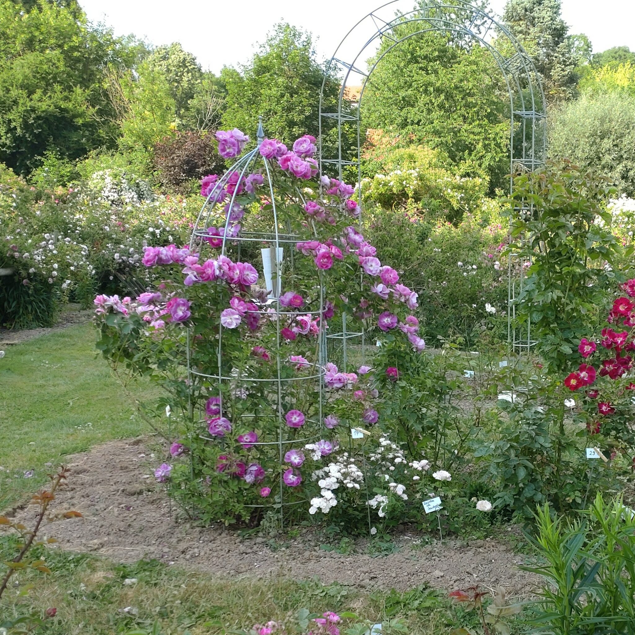 Big Smile – Karin Schade – Stauden und Rosen
