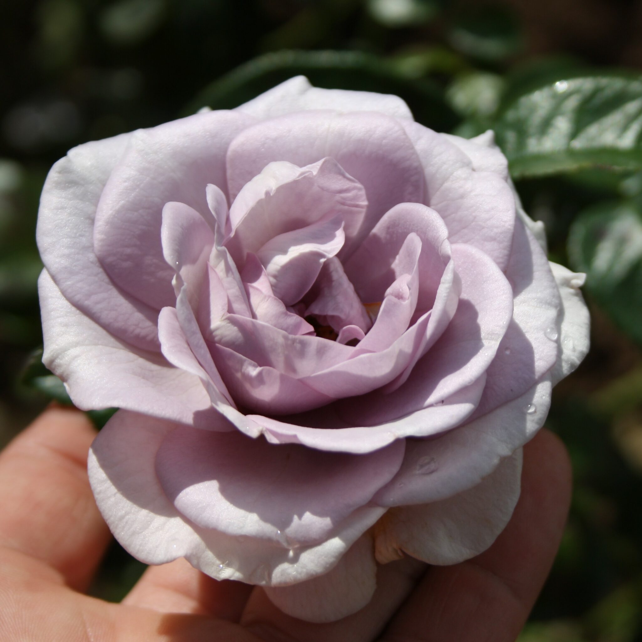 Blue Bajou – Karin Schade – Stauden und Rosen
