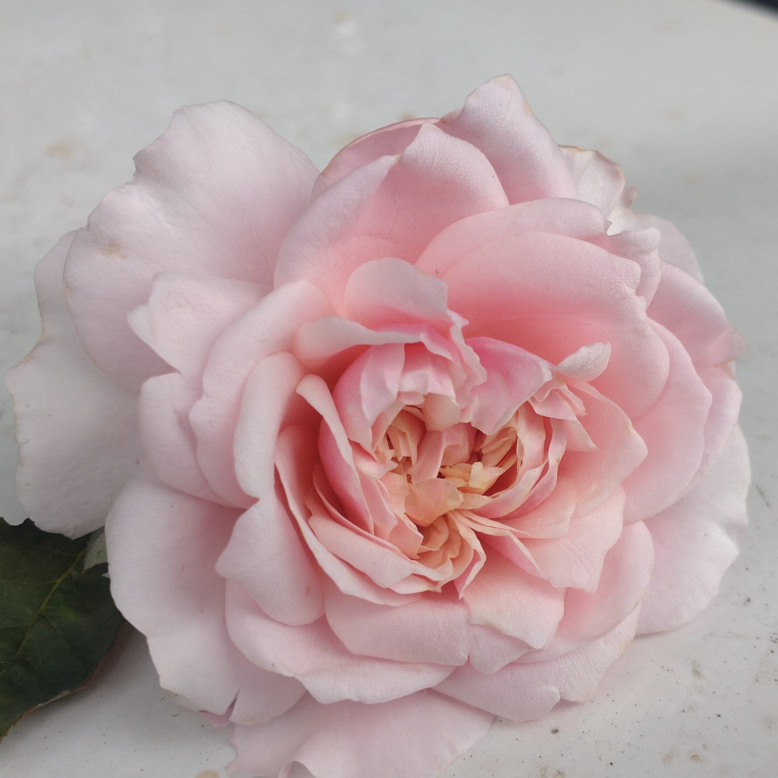 L´Oiseau Chanteur – Bild 10