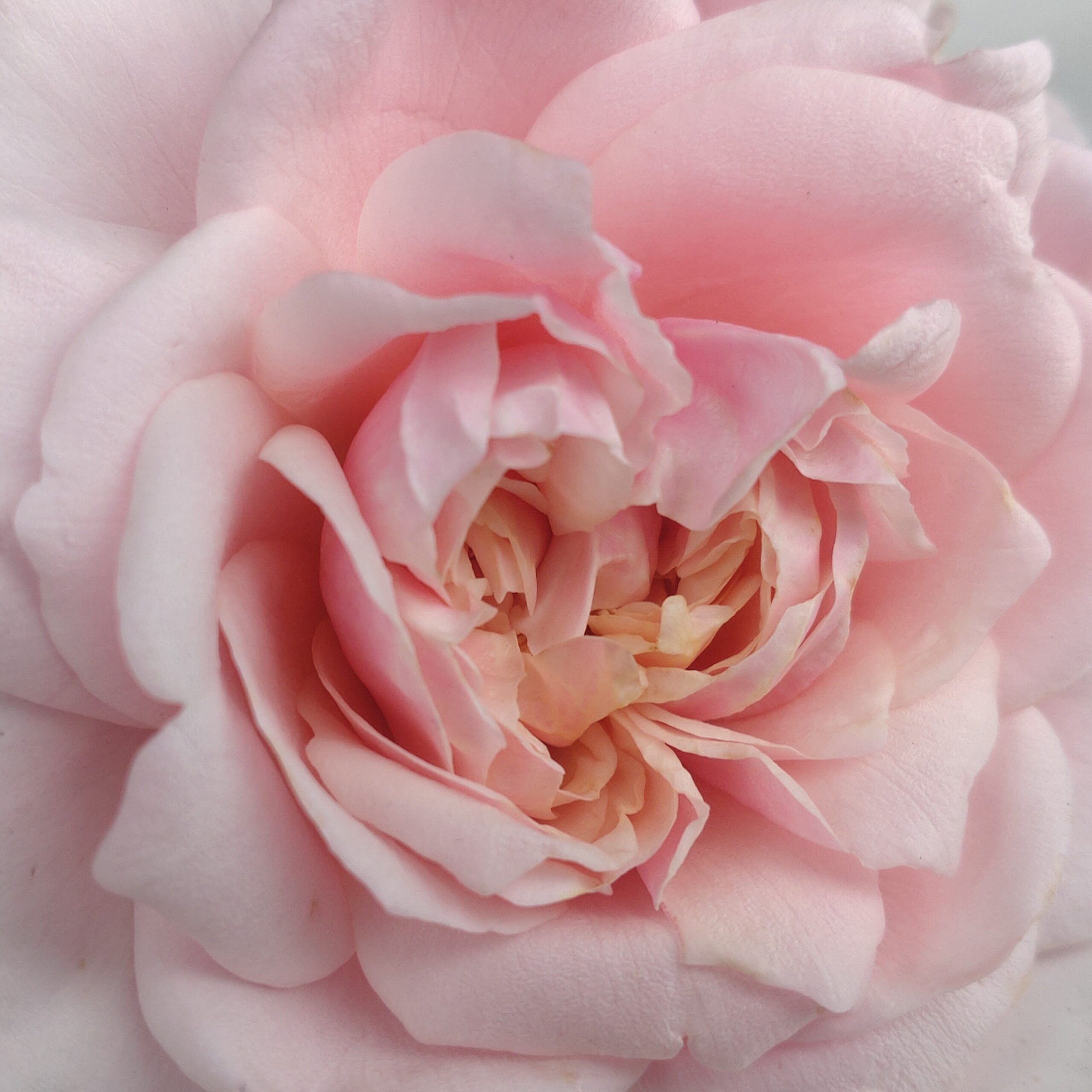 L´Oiseau Chanteur – Bild 11