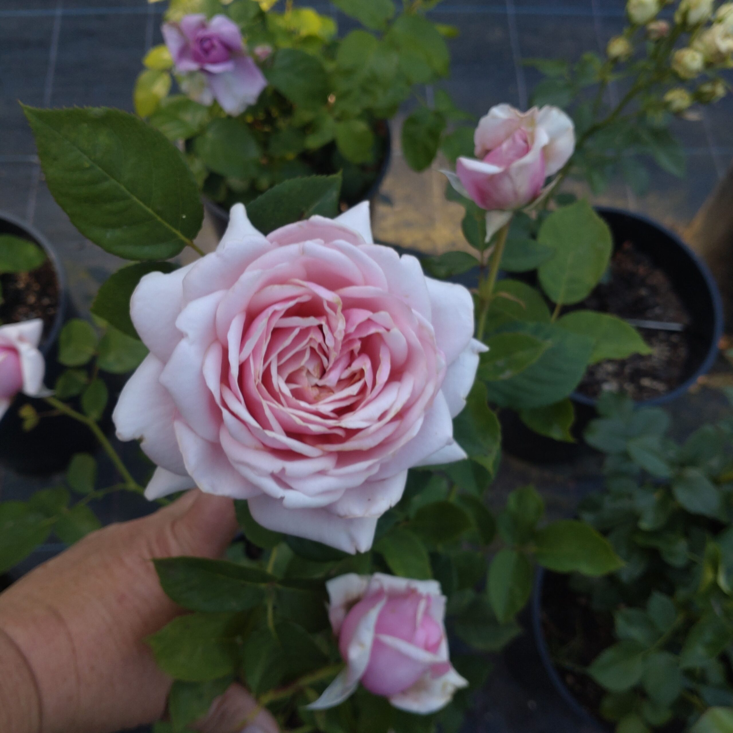 L´Oiseau Chanteur – Bild 7