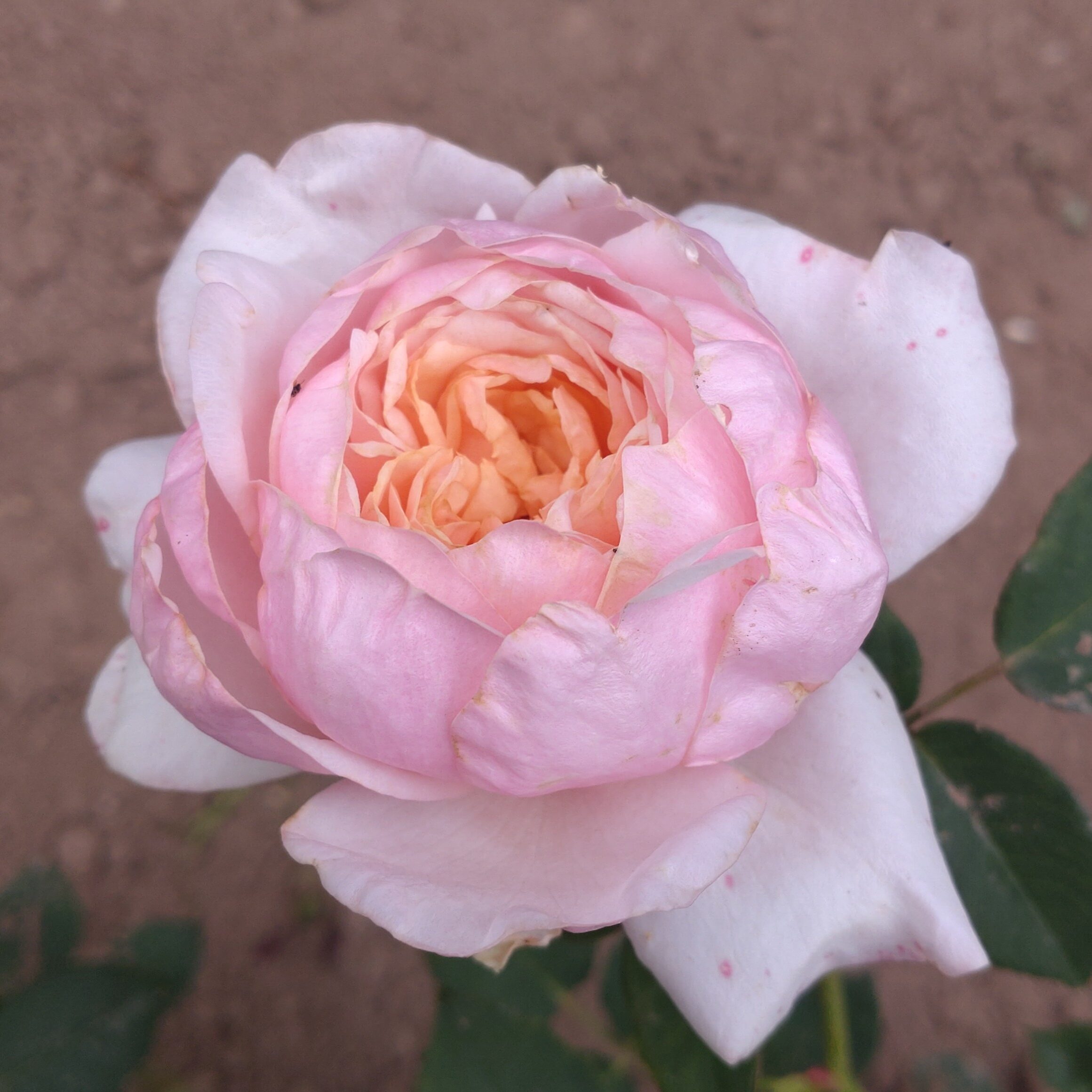 L´Oiseau Chanteur – Bild 9