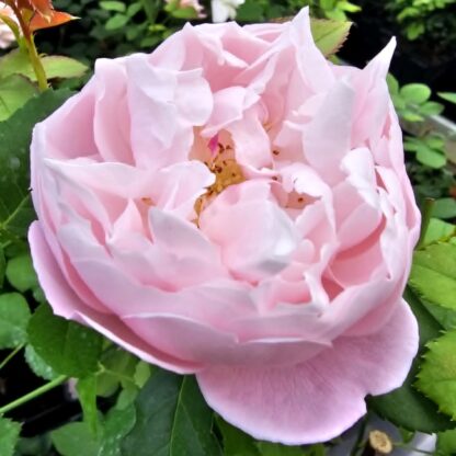 Plume – Bild 3