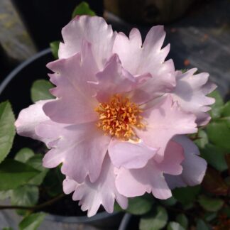 Couture Rose Tilia
