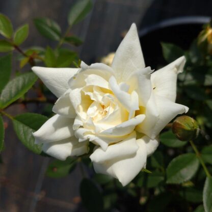Jackie Clbg. – Bild 6