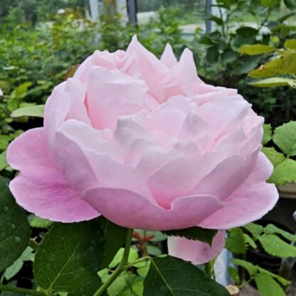Plume – Bild 2