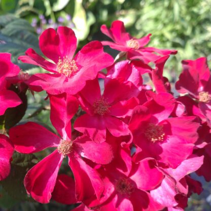 Poppy Rose – Karin Schade – Stauden und Rosen