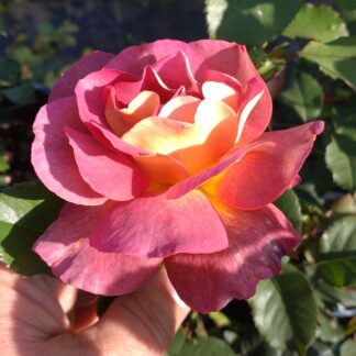 Prieure de St. Cosme