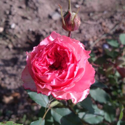 Rose Corona – Bild 2