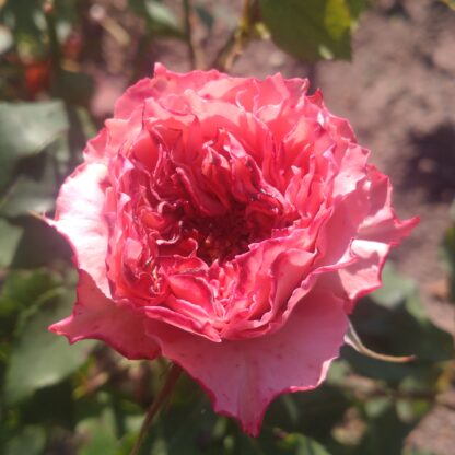 Rose Corona – Bild 3