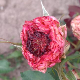 Rose Corona