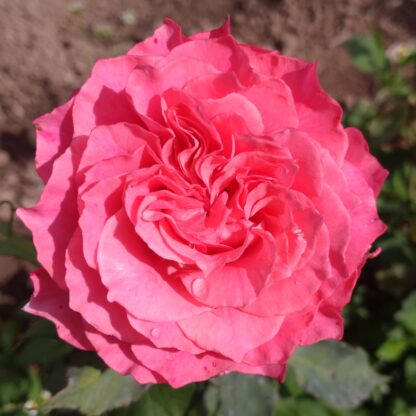 Rose Corona – Bild 7