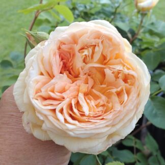 Bathsheba (AUSchimbley)