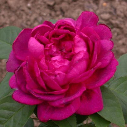 Gloire de Ducher