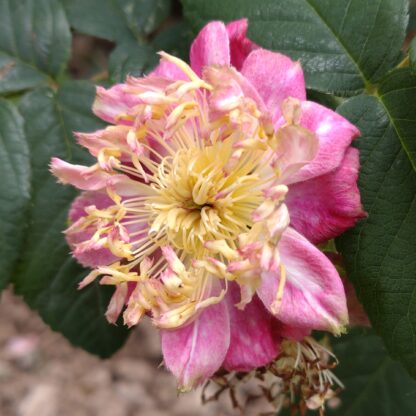 Kira – Bild 3