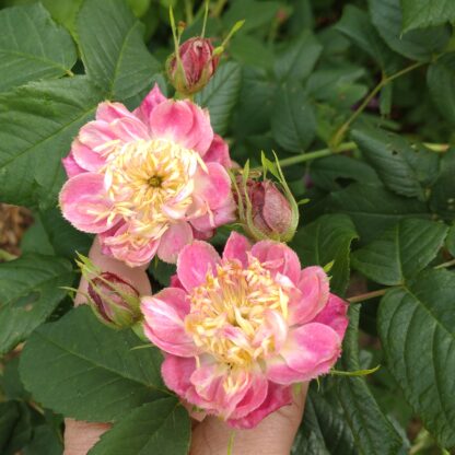 Kira – Bild 4