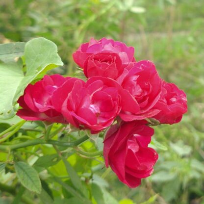 Perennial Red Domino
